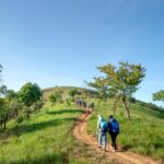 Back view of unrecognizable hikers in outerwear and backpacks walking on narrow path on grassy hill during trip on sunny day